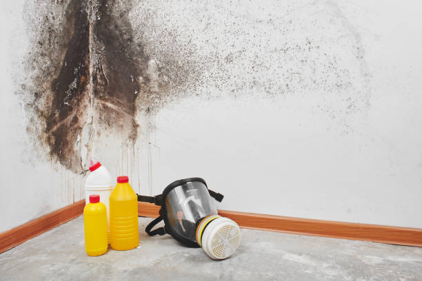 Reliable Monee, IL Mold Removal Solutions