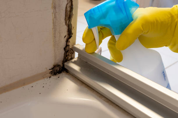 Best Attic Mold Removal  in Monee, IL
