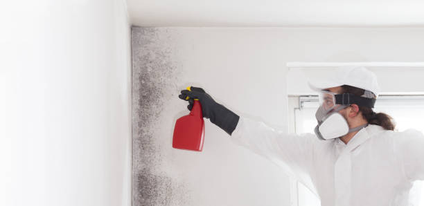 Best Certified Mold Removal  in Monee, IL