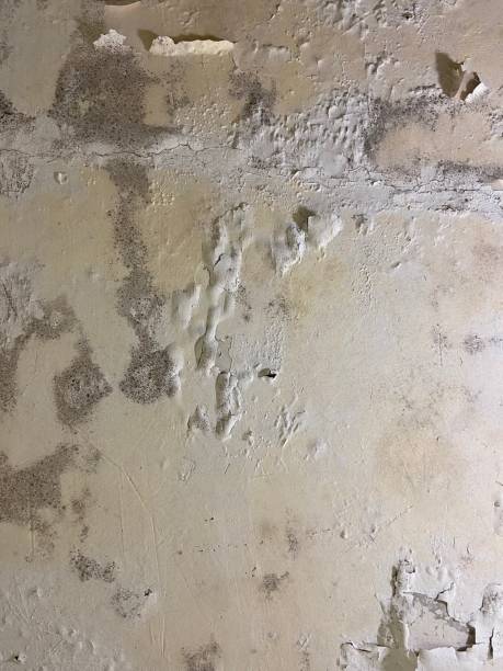 Best Affordable Mold Removal  in Monee, IL