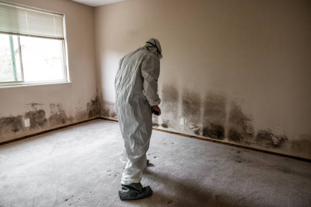 Mold Removal and Inspection in Monee, IL