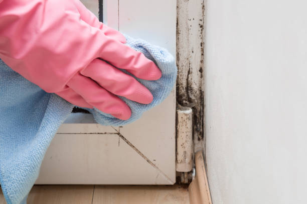Best Commercial Mold Removal  in Monee, IL